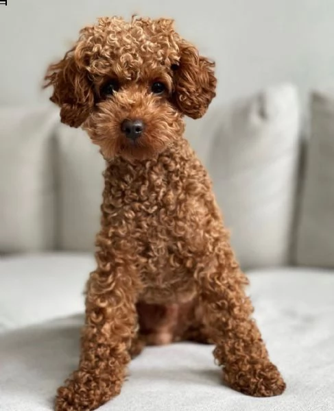 disponibili cuccioli di barboncino