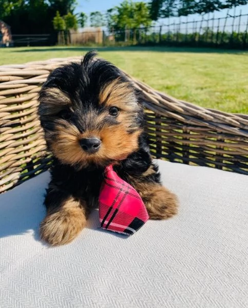 molto piccoli cuccioli di yorkie da tè ora disponibili | Foto 0
