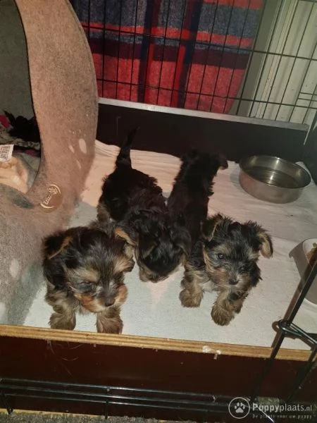 molto piccoli cuccioli di yorkie da tè ora disponibili