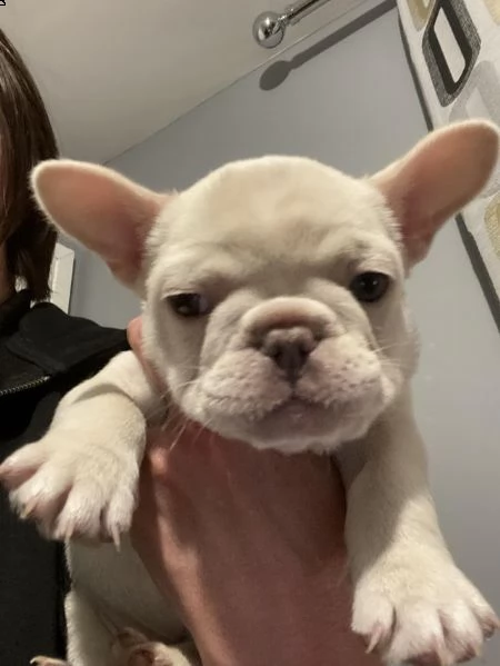 cuccioli di bulldog francese addestrati