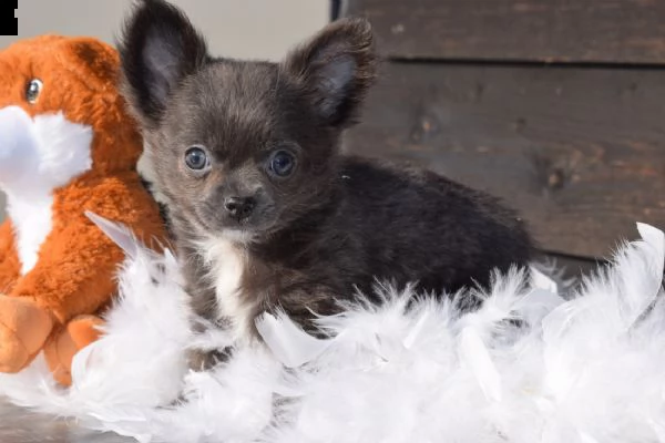 cuccioli di chihuahua per re-homing