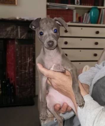 cucciola di levriero italiano blue