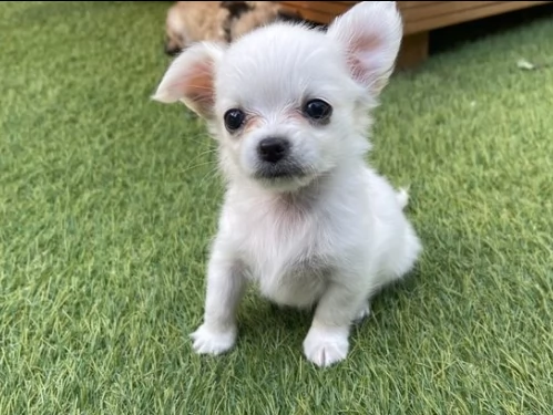 piccoli cuccioli di chihuahua per adozione