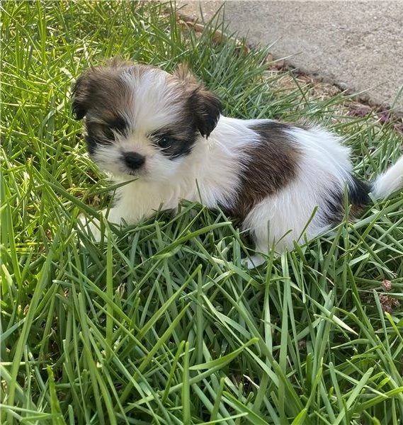 bellissimi cuccioli shih tzu