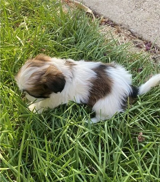 bellissimi cuccioli shih tzu | Foto 0