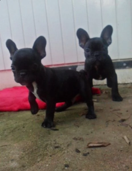 cuccioli di bulldog francese addestrati
