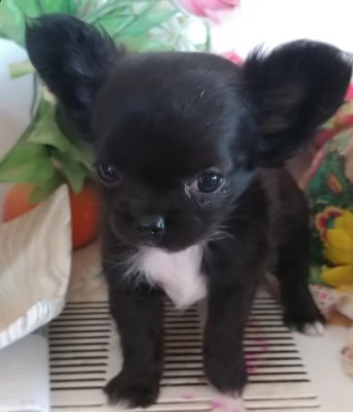 cuccioli di chihuahua per re-homing | Foto 0