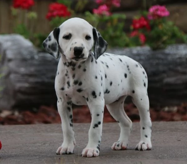  regarlo dalmata cuccioli bellissima cucciolata cerca nuova famiglia, 4 maschi e 3 femmina, 60 gg, t