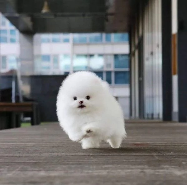 regalo ///////disponibili pomeranian toy))))) | Foto 0