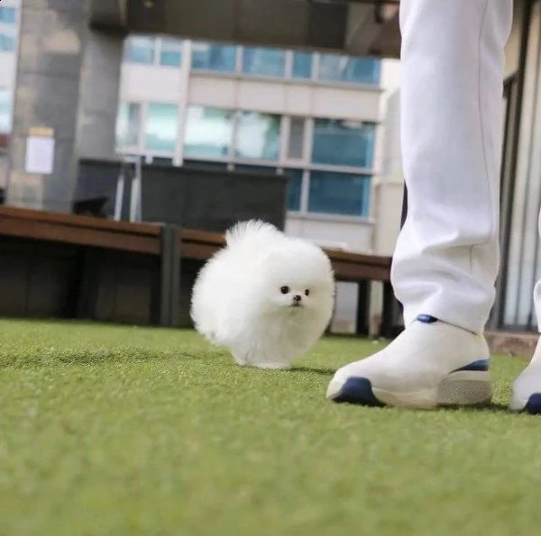 regalo ///////disponibili pomeranian toy)))))