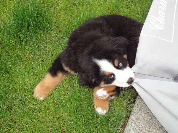 cuccioli bovaro del bernese maschio e femmina | Foto 0
