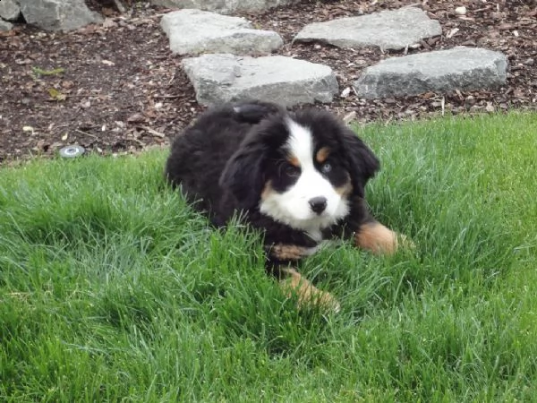 cuccioli bovaro del bernese maschio e femmina