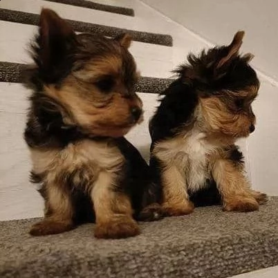 cuccioli di yorkie sani (+393509706299)