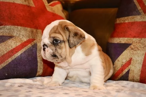 cuccioli inglese bulldog disponibili per adozione 