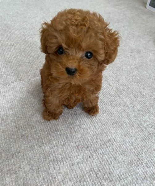 barboncini toy 3 mesi | Foto 0