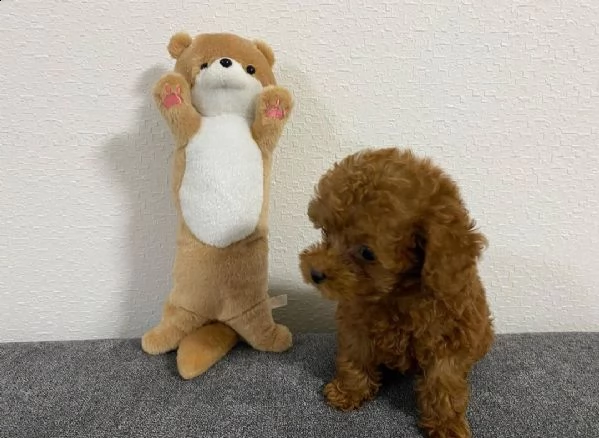 barboncini toy 3 mesi