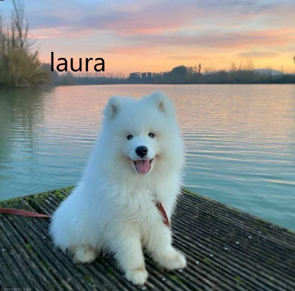 cuccioli di samoiedo molto speciali - cercano nuove case | Foto 2