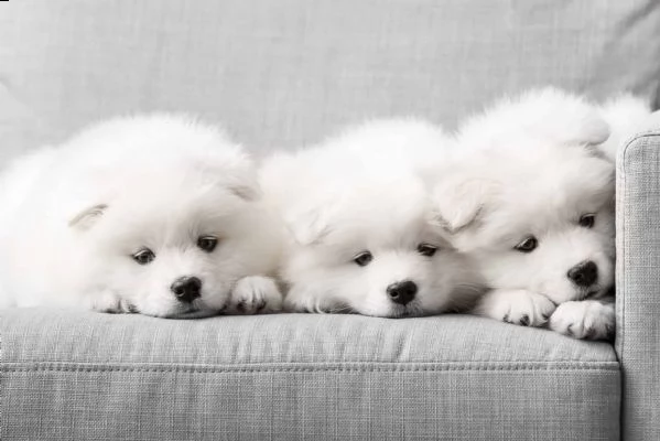 cuccioli di samoiedo molto speciali - cercano nuove case | Foto 1
