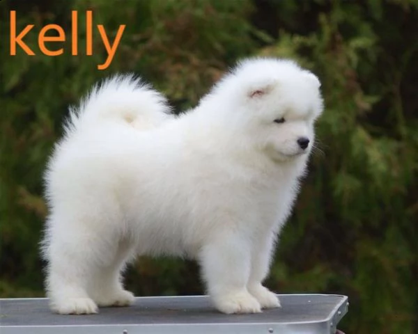 cuccioli di samoiedo molto speciali - cercano nuove case | Foto 0