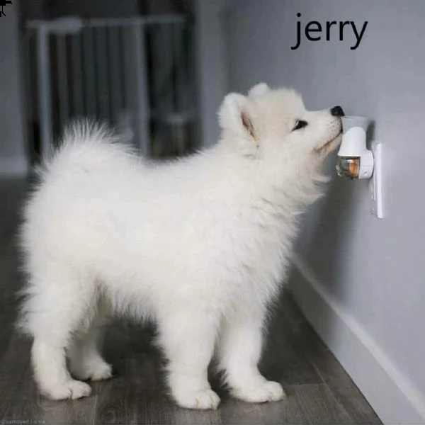 cuccioli di samoiedo molto speciali - cercano nuove case