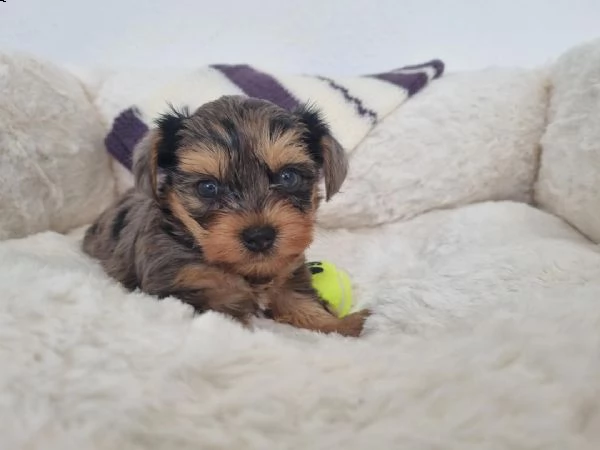 regalo yorkshire miniature e nani