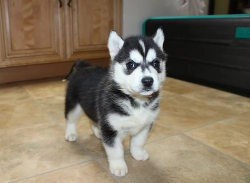 regalo cuccioli siberian husky  maschio e femmina .