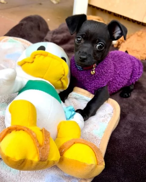 regalo cucciolo femmina di chihuahua per adozione