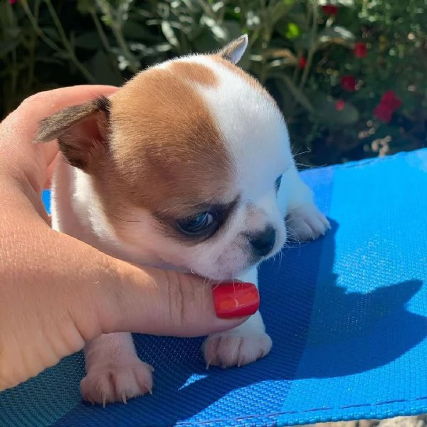 regalo cuccioli dolce e bella chihuahua toy