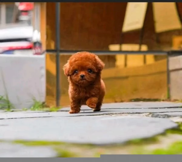2regalo barboncino | Foto 0