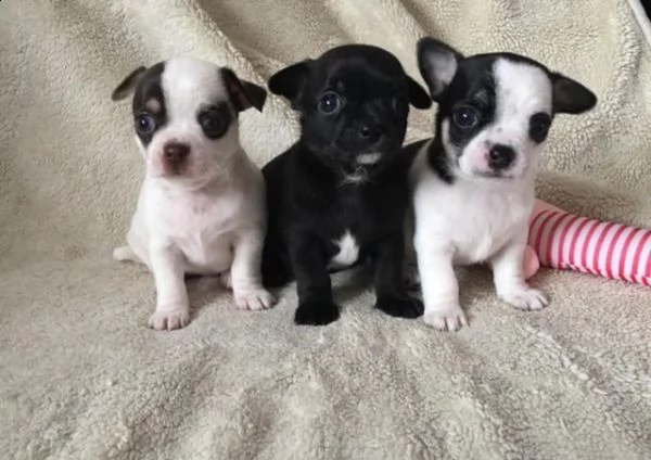 cuccioli di chihuahua per re-homing