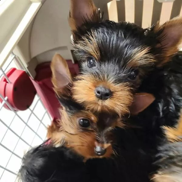 cuccioli yorkie addestrati al vasino (+393509706299)