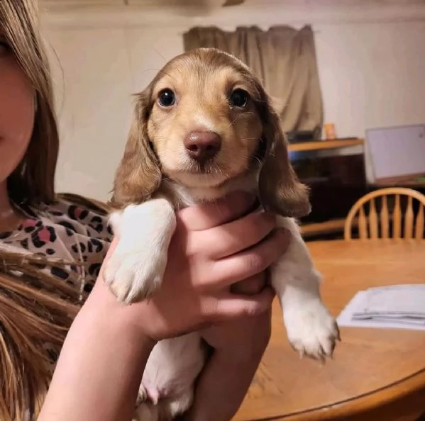 cuccioli di bassotto registrati di qualità