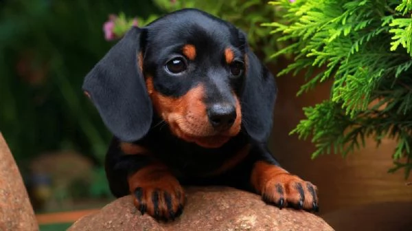 cuccioli di bassotto maschio e femmina