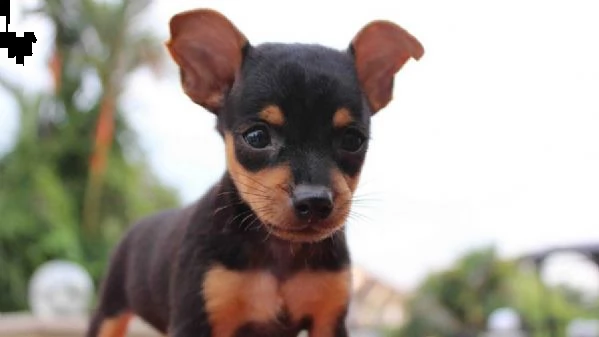 cuccioli di pinscher maschio e femmina alla ricerca di una nuova casa