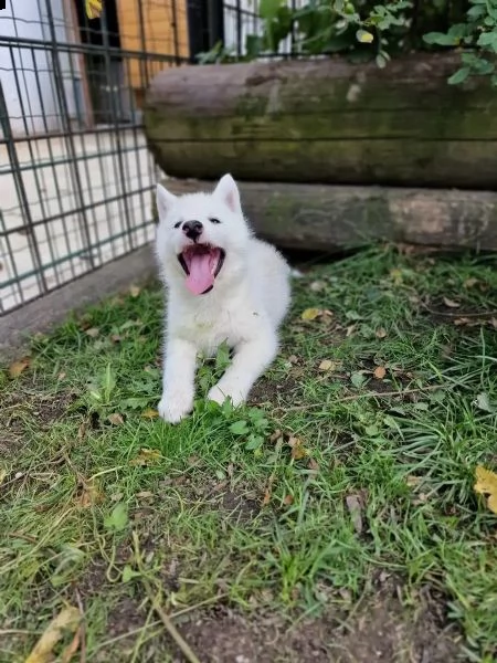 disponibile cucciola di siberian husky(3) | Foto 3