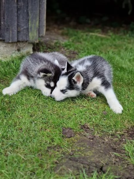 disponibile cucciola di siberian husky(3) | Foto 0