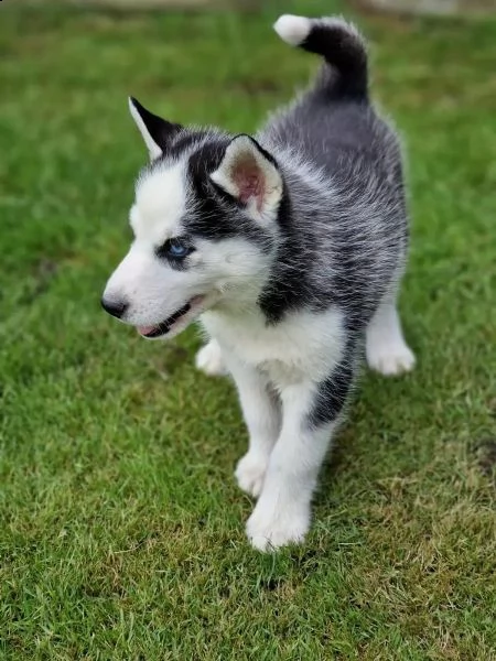 disponibile cucciola di siberian husky(3)