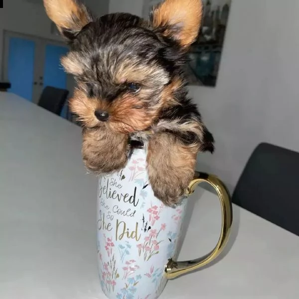 teacup yorkie cuccioli in adozione (+393509706299)