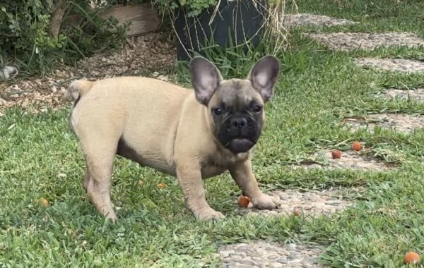 Cucciola di bulldog francese fulva