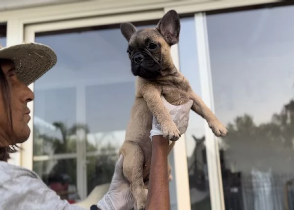 Cucciola di bulldog francese fulva | Foto 6