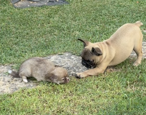 Cucciola di bulldog francese fulva | Foto 4