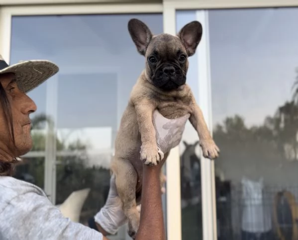 Cucciola di bulldog francese fulva | Foto 2