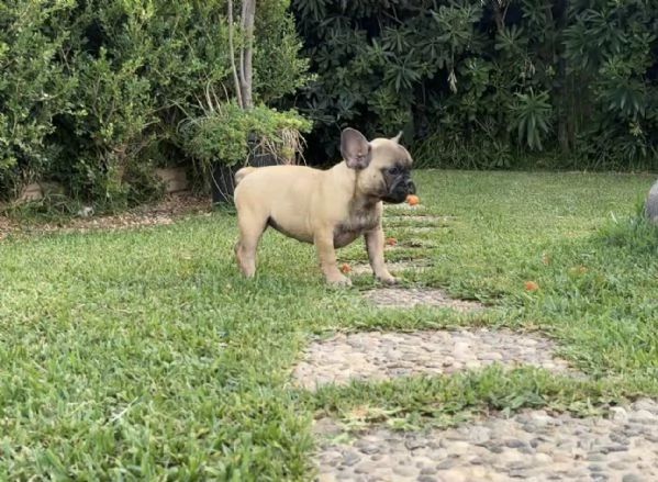 Cucciola di bulldog francese fulva | Foto 1