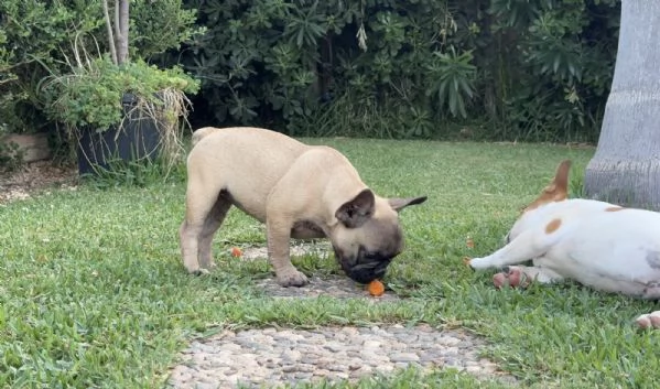 Cucciola di bulldog francese fulva | Foto 0
