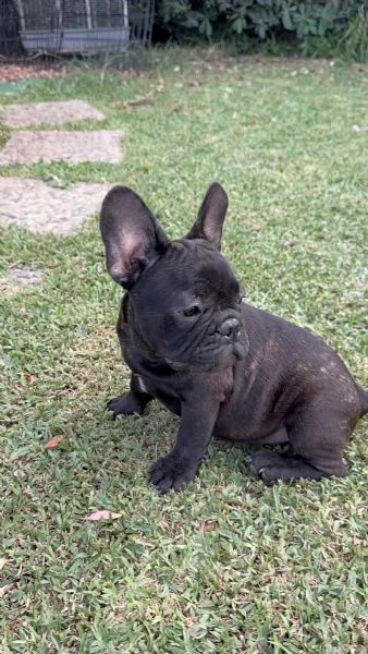 Bulldog francese maschio  | Foto 4