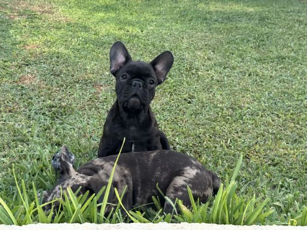 Bulldog francese maschio  | Foto 3