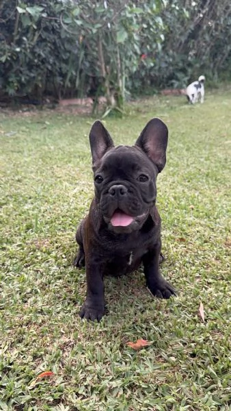 Bulldog francese maschio 