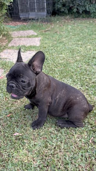 Bulldog francese maschio  | Foto 2