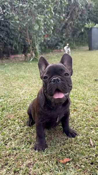 Bulldog francese maschio  | Foto 1