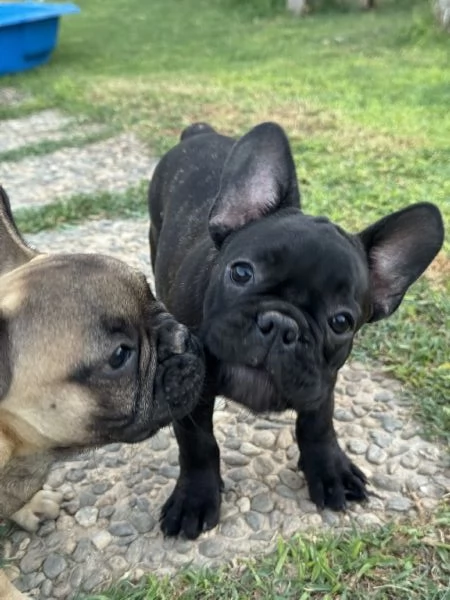 Bulldog francese maschio  | Foto 0